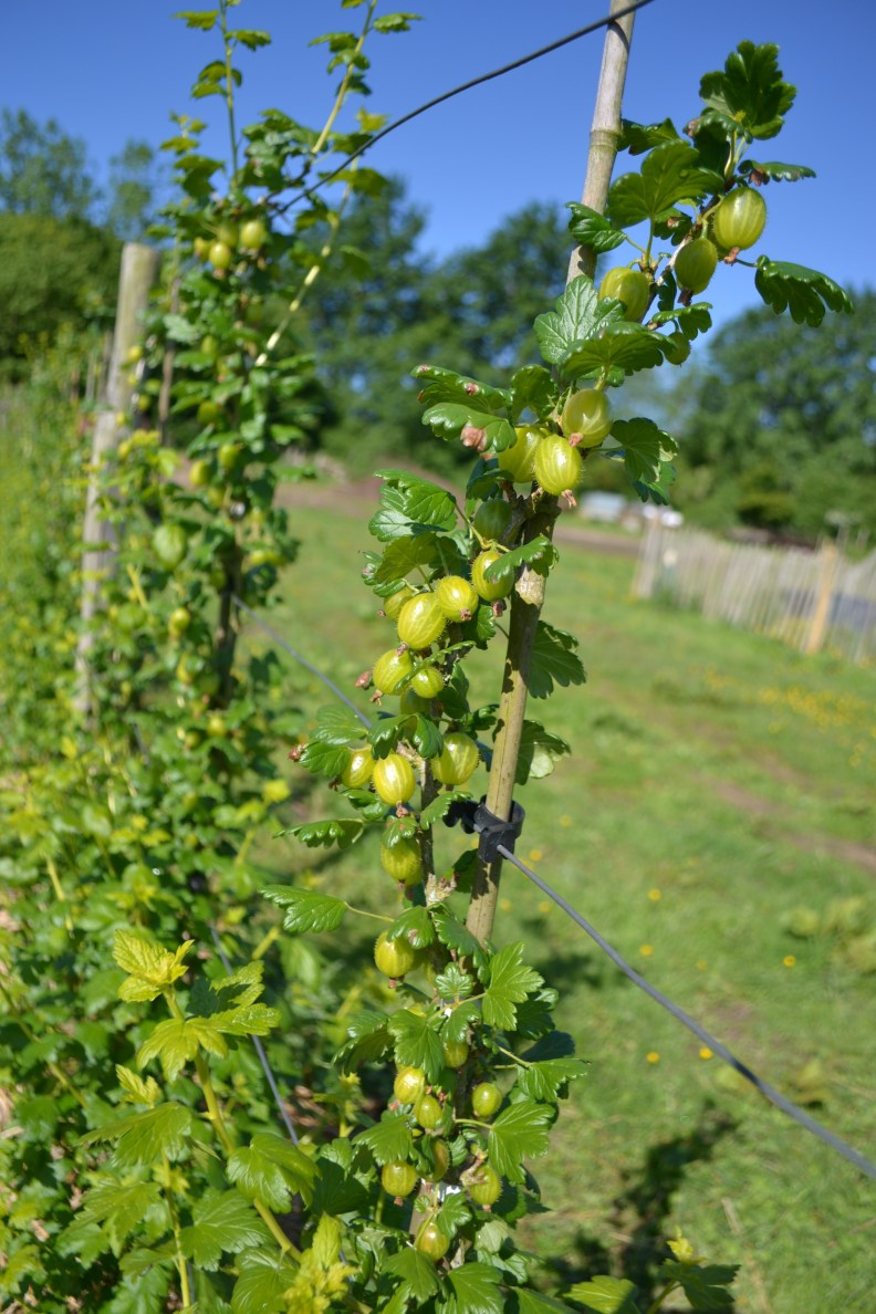 25223667619_f9d4e2dfba_o