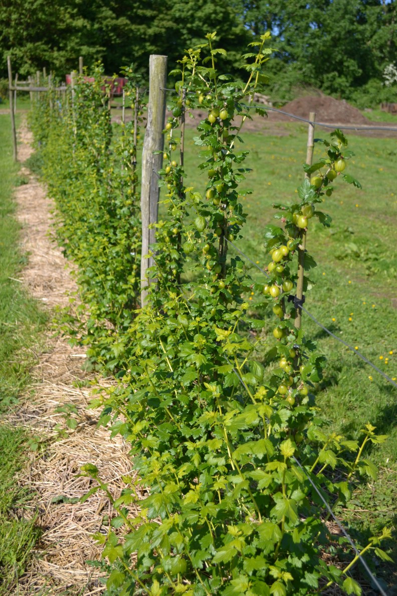 25295570360_edc92cc338_o