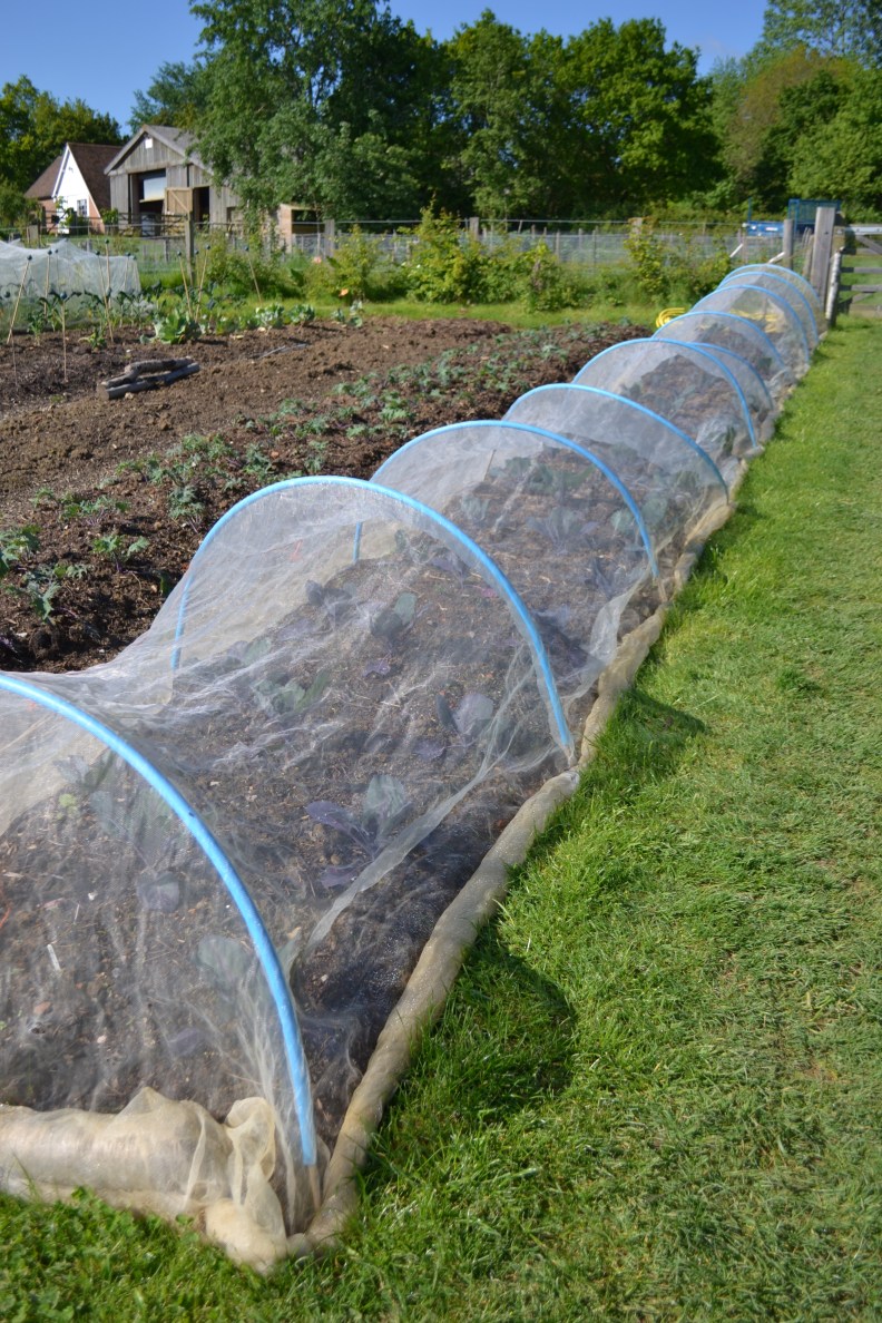 brassica-14514_24965100453_o