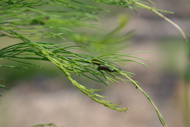 dsc_0273_24753357924_o