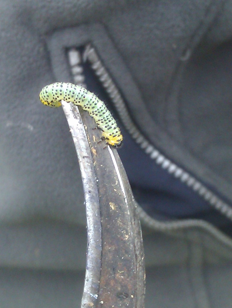 imag3043_25086163530_o