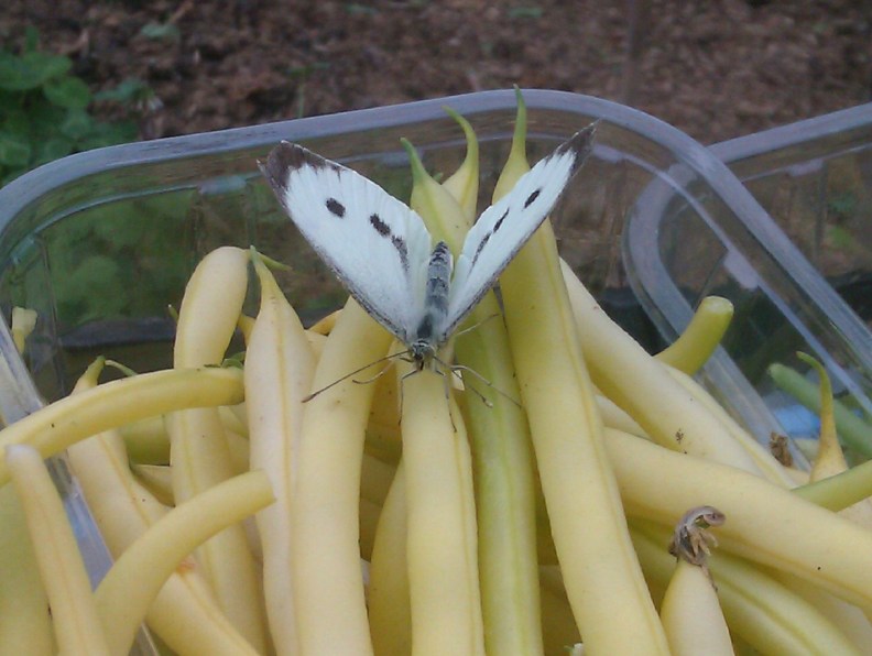 imag3425_25048879579_o