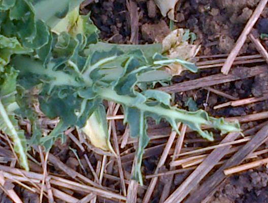 tunbridge-wells-20121128-00019_24684843929_o