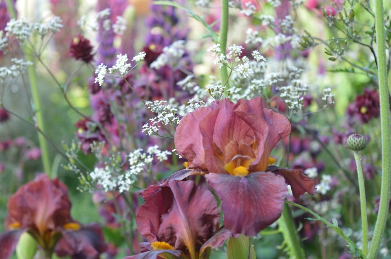 20487753662_ba00f4bb01_o