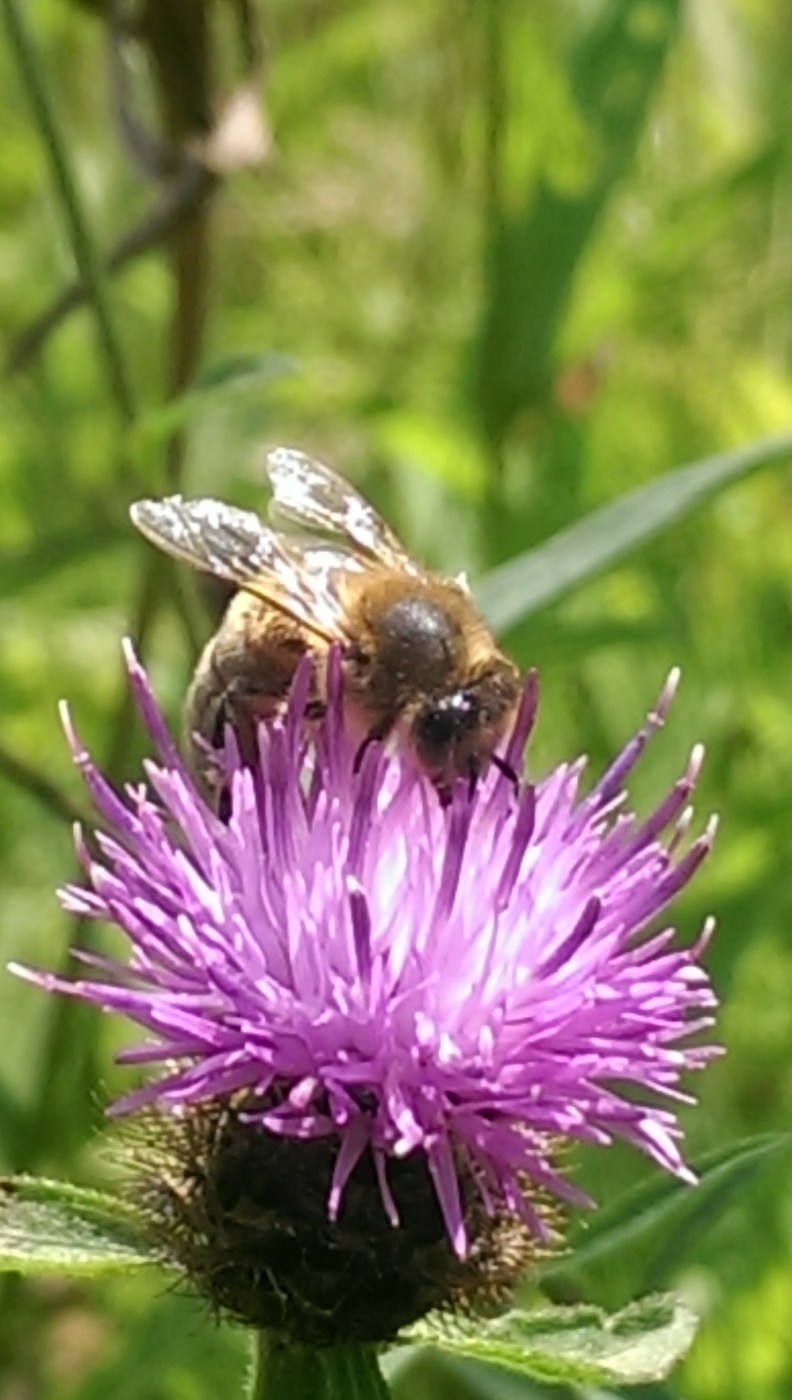 25238500649_e7633965bf_o