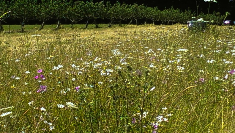 25484217352_7fe0738b82_o(1)