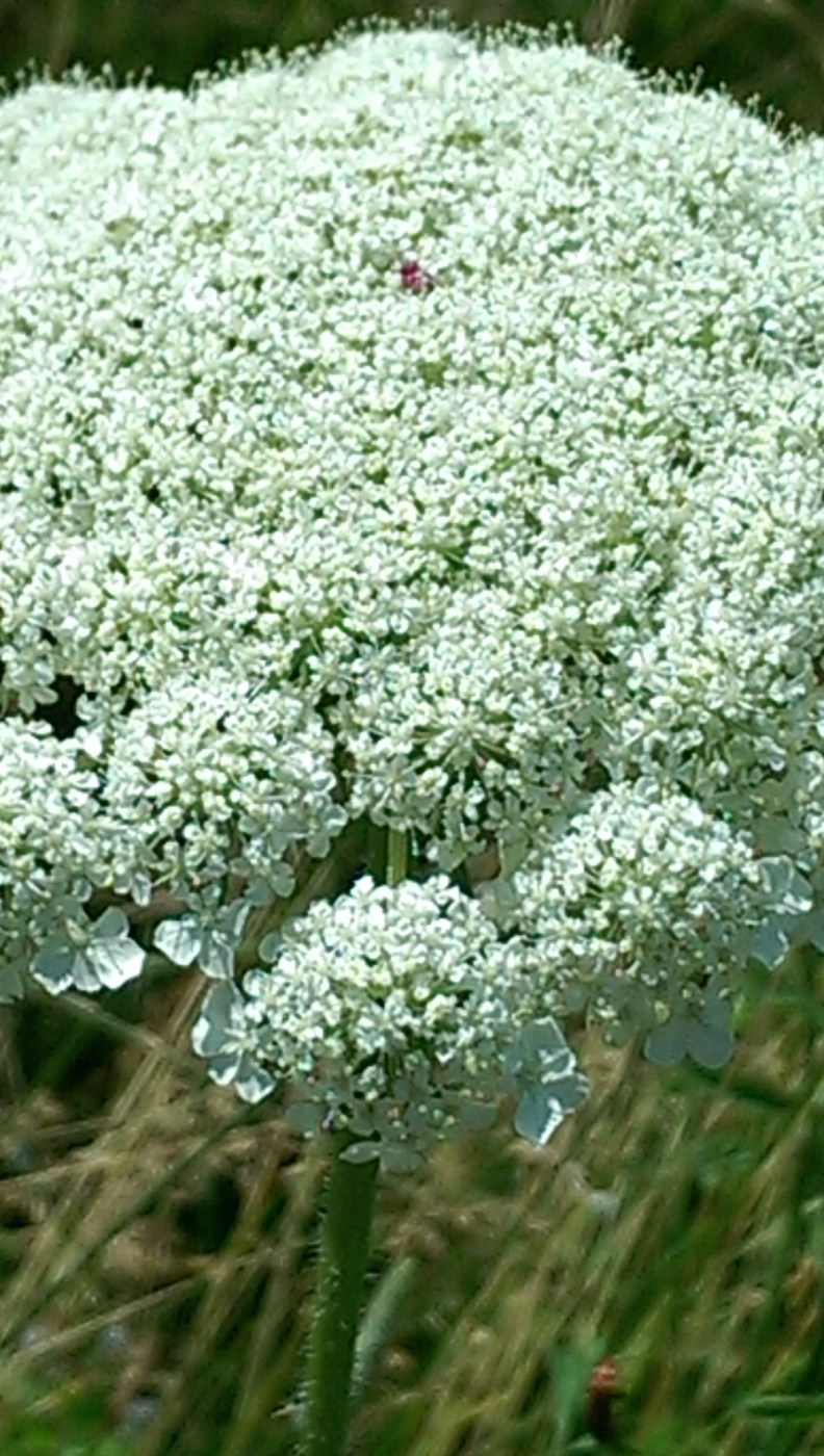 25602859495_eb8a2bb833_o