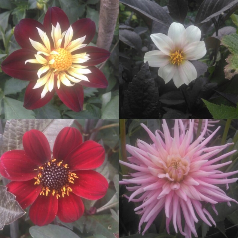 IMG_20170707_170034_716