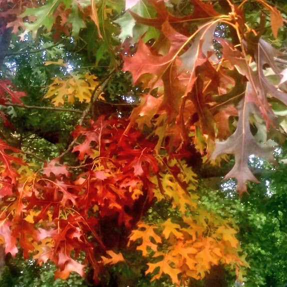 IMG_20170917_183655_457