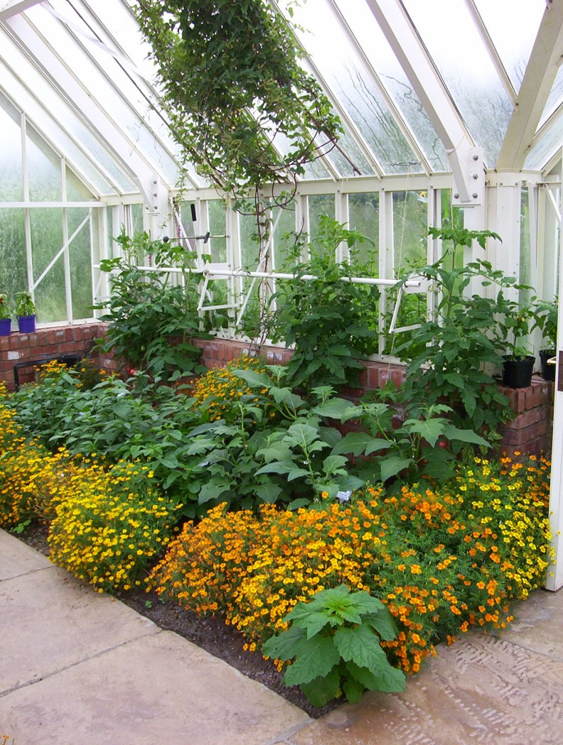 alitex solanum aug 08