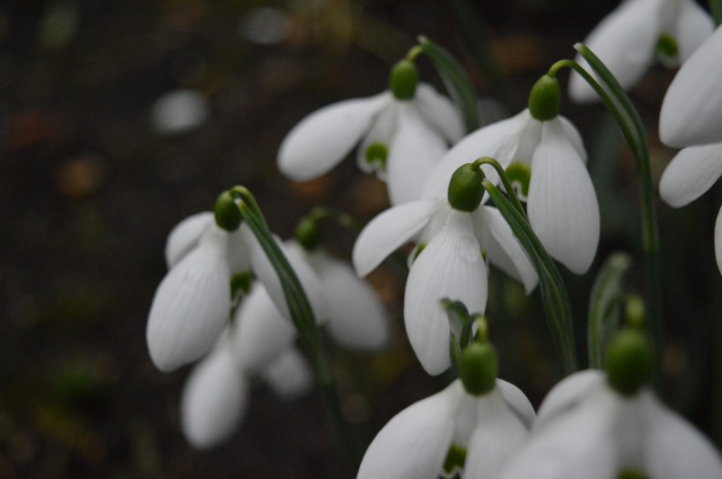 DSC_0229 s arnott.JPG