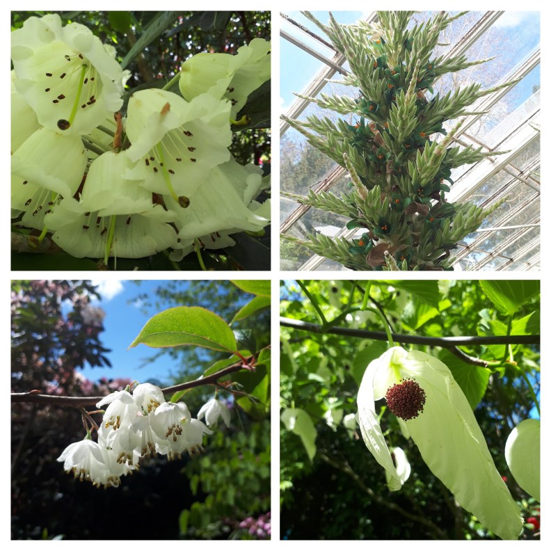 20180510_103924-COLLAGE