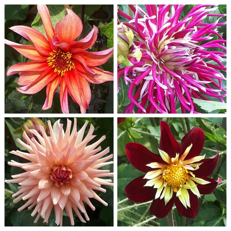 20180705_160509-COLLAGE