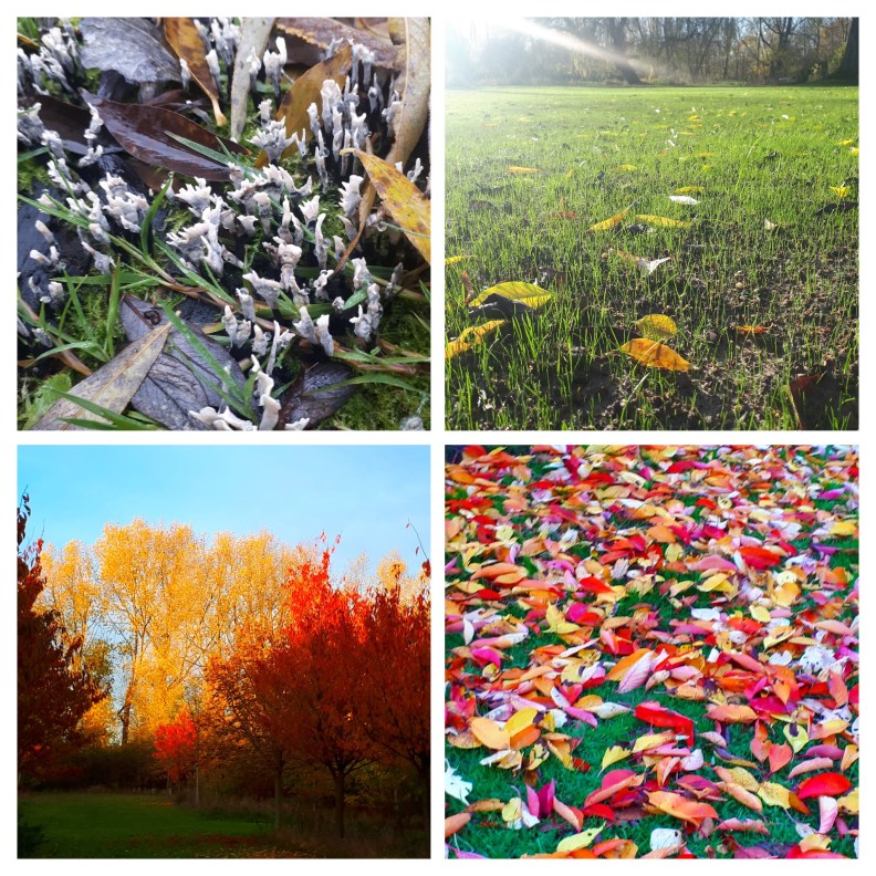 20181106_172356-COLLAGE