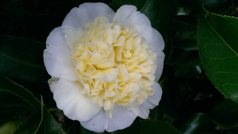 peony form