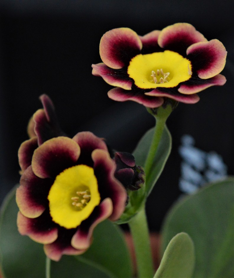 auricula jaffa