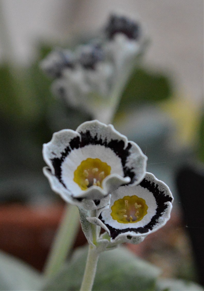 auricula love bird