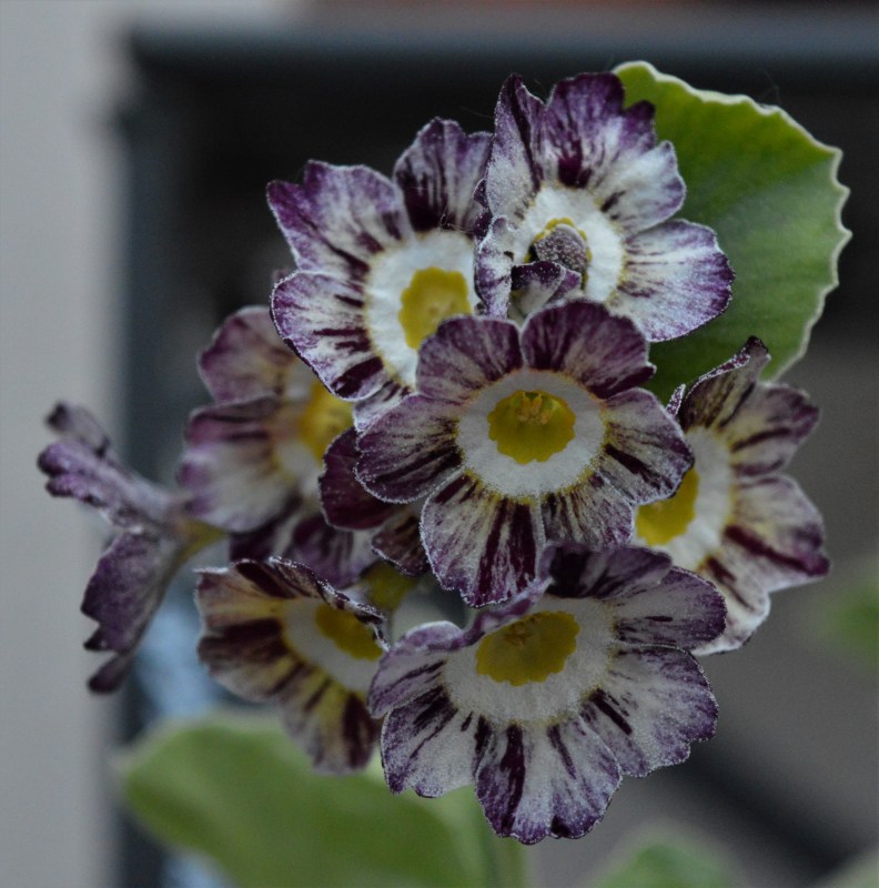 auricula orwell tiger
