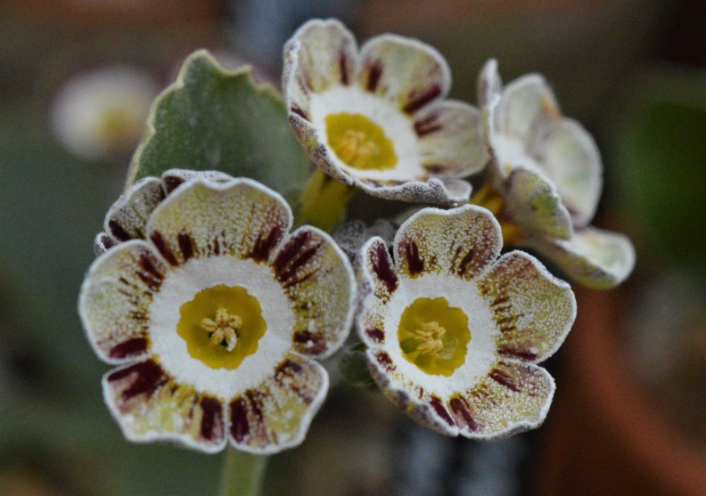 auricula robin hood
